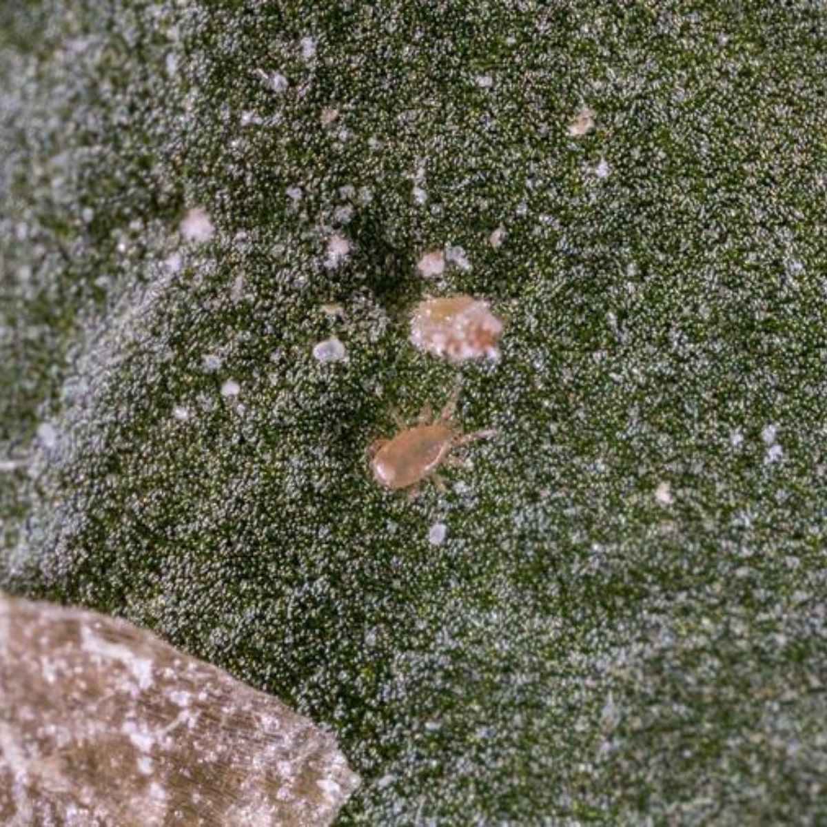 Neoseiulus cucumeris predatory mite hunting thrips larvae